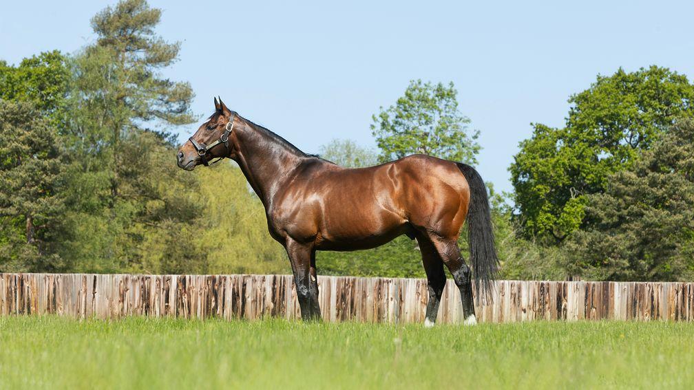 Frankel: the 2023 champion sire in all his glory at Banstead Manor Stud