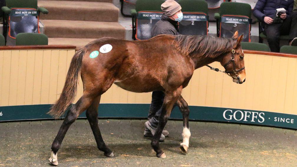 The Blue Bresil foal who was the most expensive filly at Goffs on Wednesday