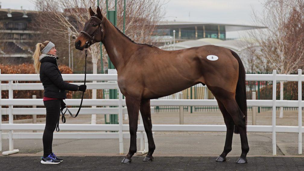 Wingmen was knocked down for £250,000 at the Tattersalls Cheltenham January Sale