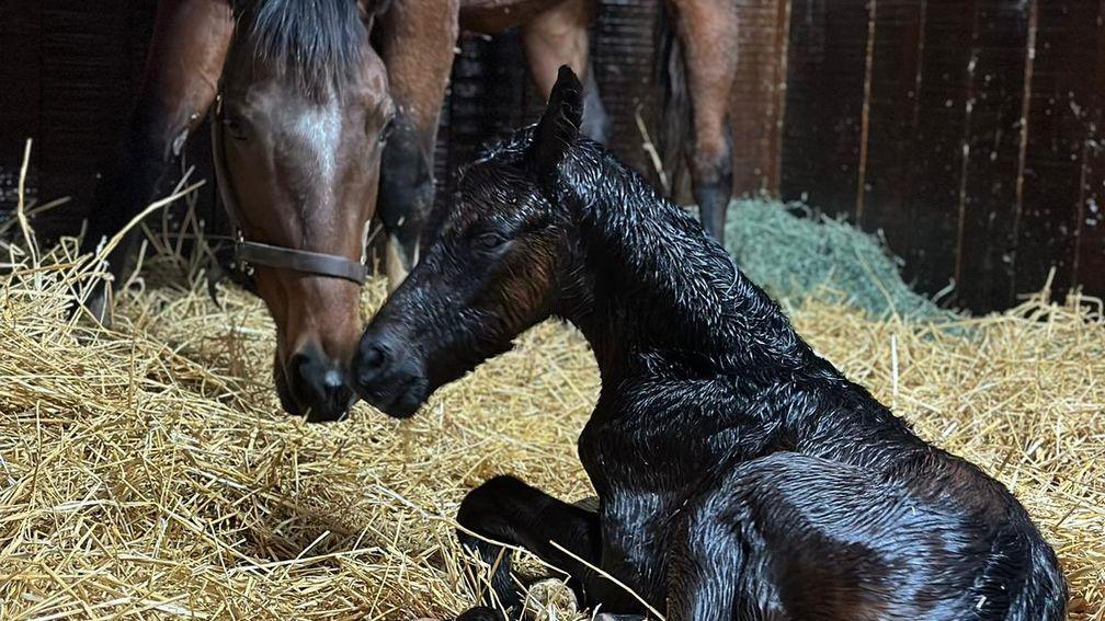 Blue Diamond Stud's Blame colt out of stakes producer I’m Wonderful