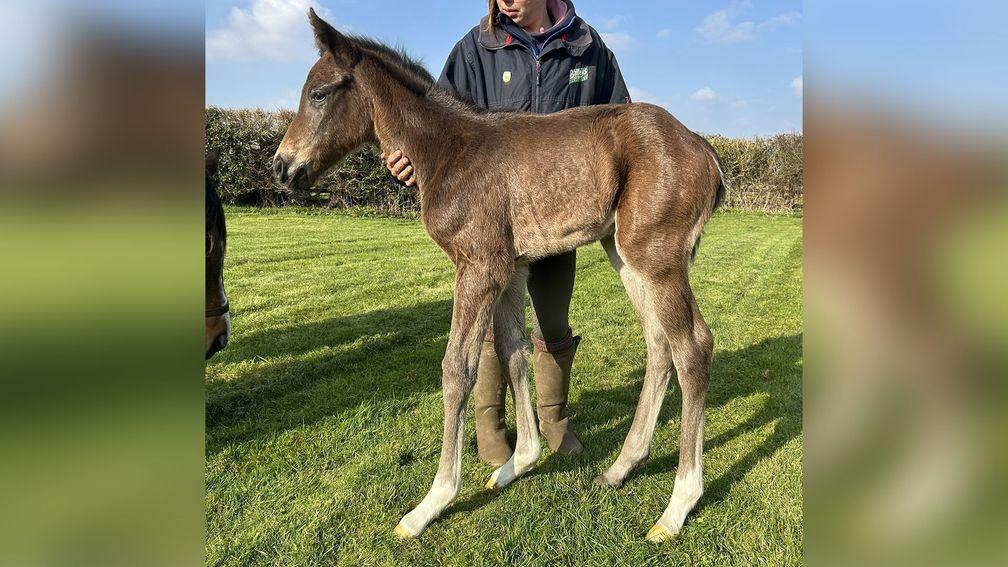 Childwickbury Stud's Cracksman colt out of Sea The Stars mare To The Moon