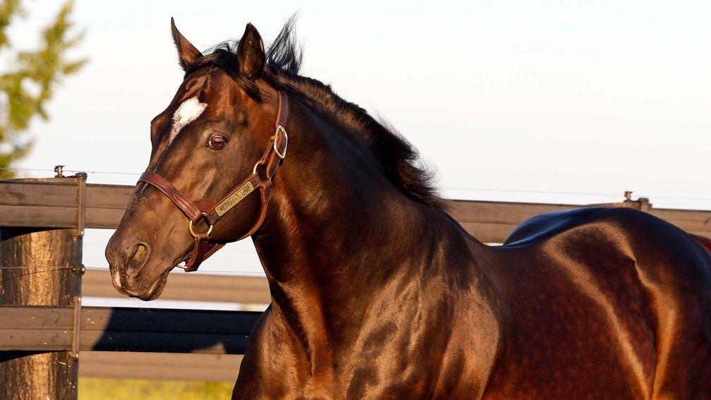 Medaglia D'Oro: covered a who's who of brilliant racemares and producers this year