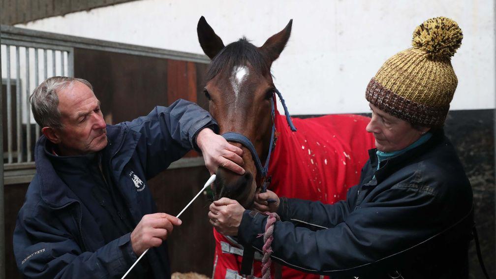 Equine Vet Andrew Miller swabs Iain Jardine's Camile, who won at Ayr on Wednesday