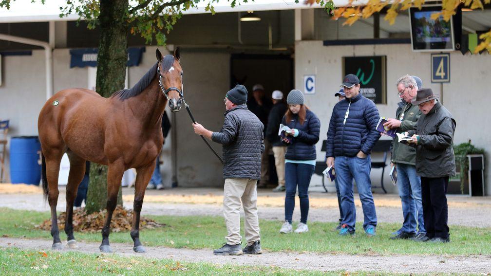 Members of the Coolmore team inspect American Gal at the Fasig-Tipton November Sale
