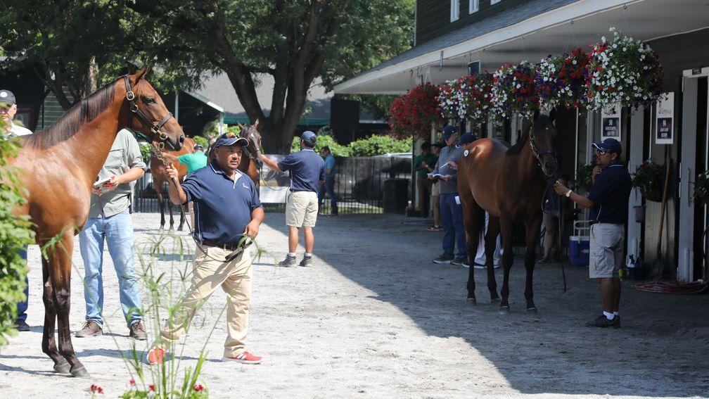 Yearlings being shown ahead of this week's Saratoga Sale