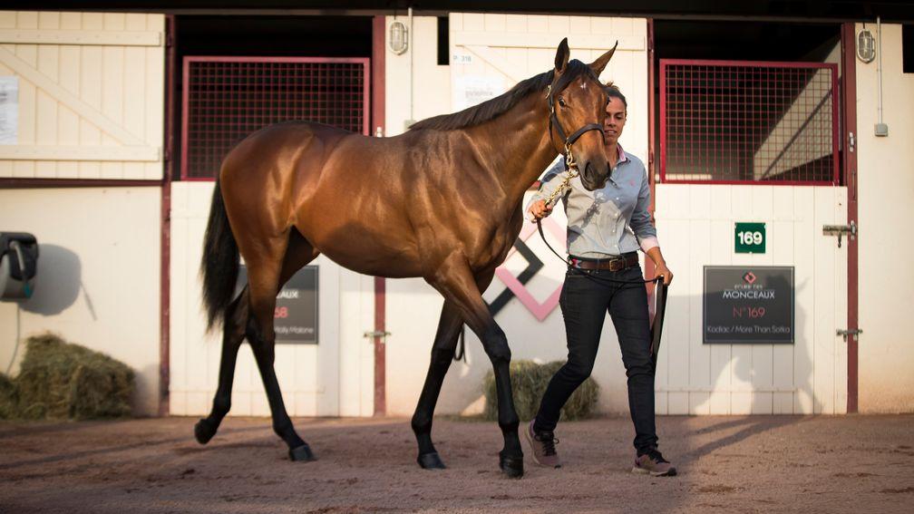 An American Pharoah yearling filly is inspected at Arqana earlier this year