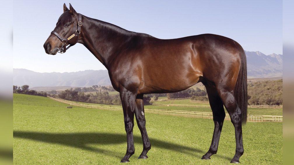 Twice Over: stands at Klawervlei Stud in South Africa