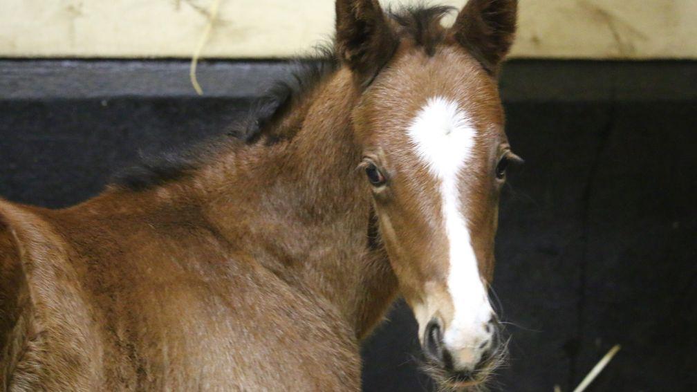 The Aga Khan Studs' Frankel filly out of Zaykava 