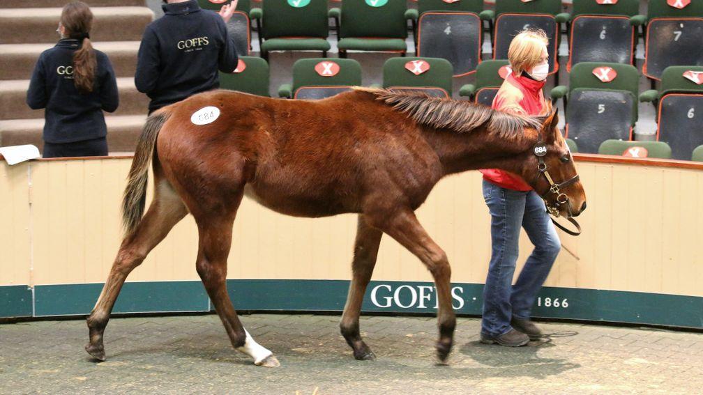 Lot 684: the Frankel colt bought by Juddmonte Farms for €440,000