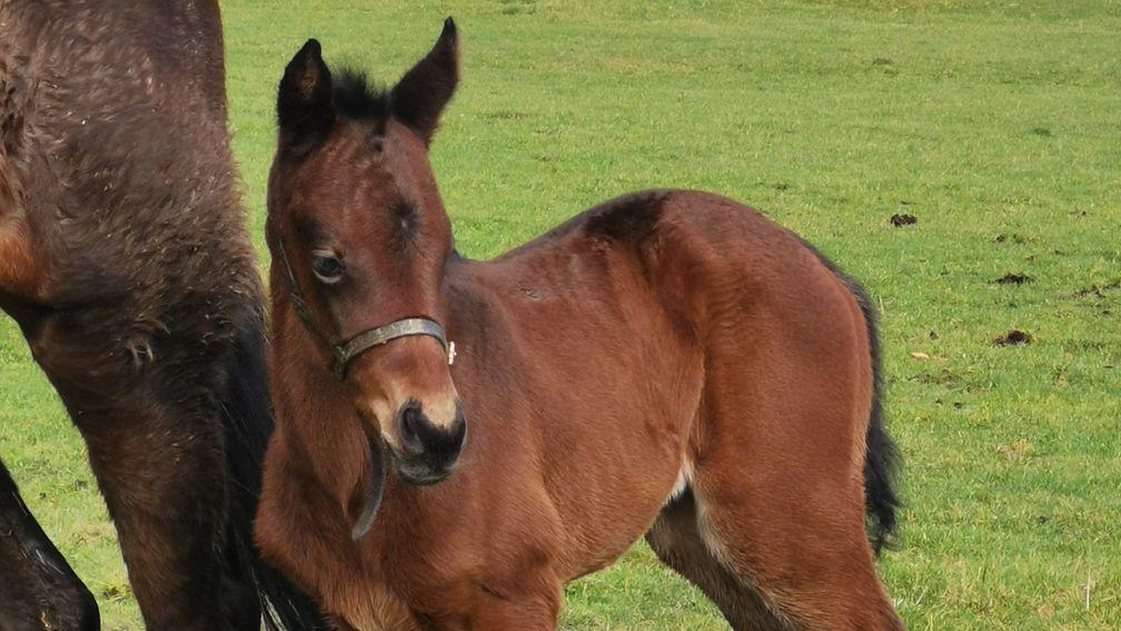 Ferdlant Stud's Poet's Word filly out of a Definite Article mare