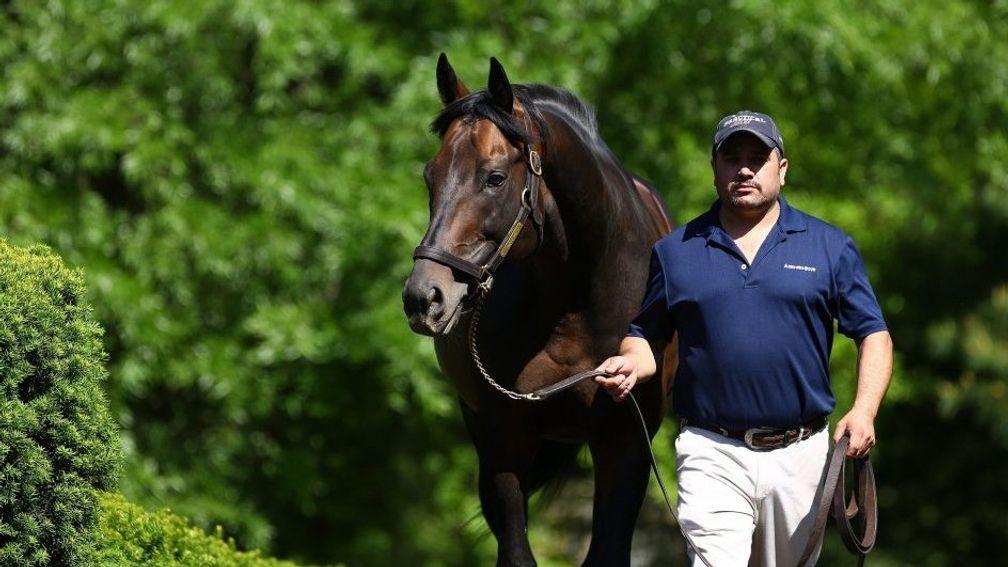Uncle Mo: Coolmore's US resident is an emerging sire of sires