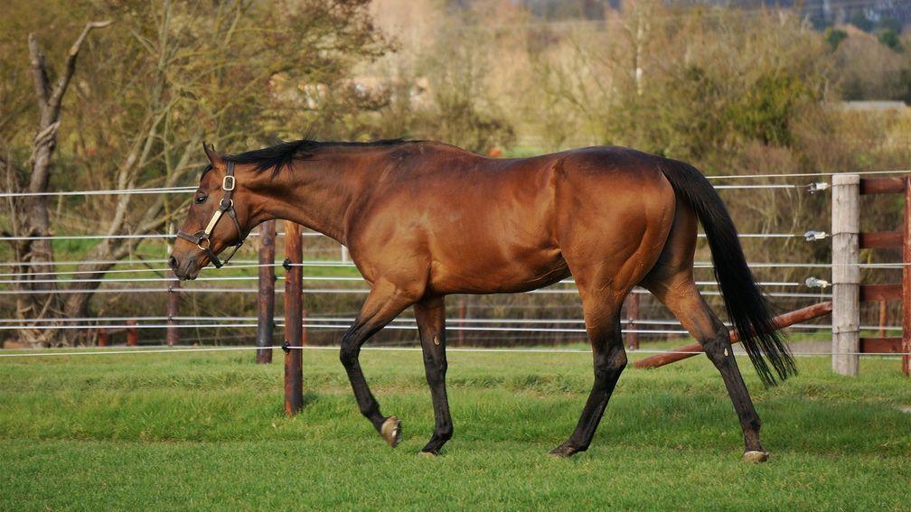 Planteur: sire of champion stayer Trueshan is set for his second season at Chapel Stud