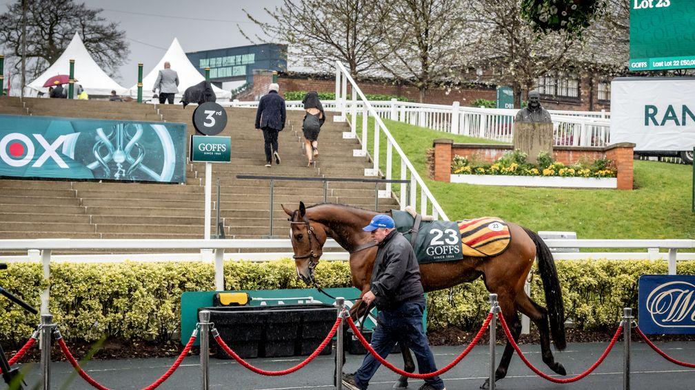 Holloway Queen in the ring at Aintree, where she sold for £180,000