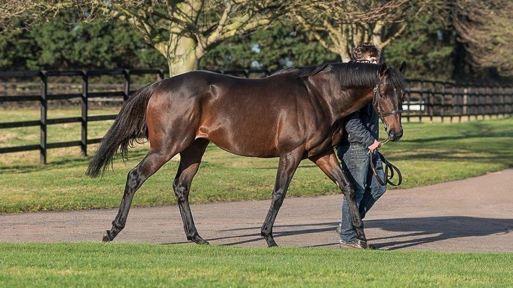 Time Test: son of Dubawi was well supported in his first season at stud