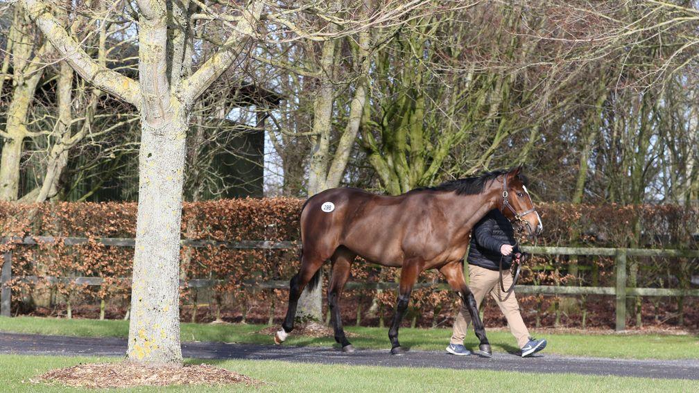 La Divina's two-year-old Lawman filly looked a picture ahead of the Goffs February Sale
