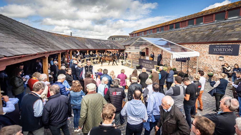 A large crowd gathered for the inaugural Goffs UK Yorton Sale
