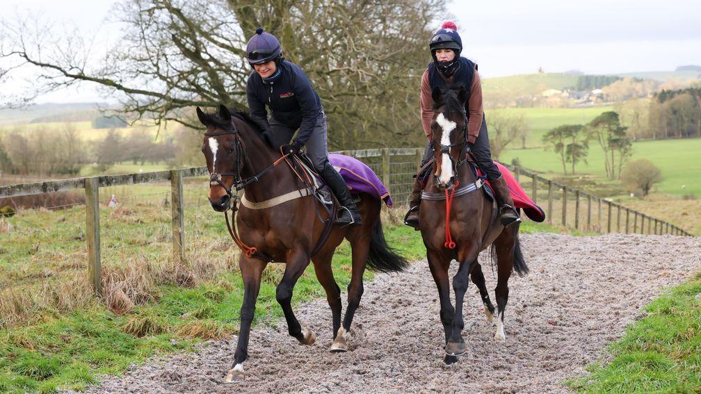 Nuts Well (left) and Tommy's Oscar stride up the gallop at Ann Hamilton's stable