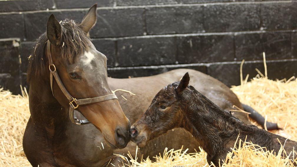 Deliberate and her Kingman 2020 filly foal, a sister to Headman