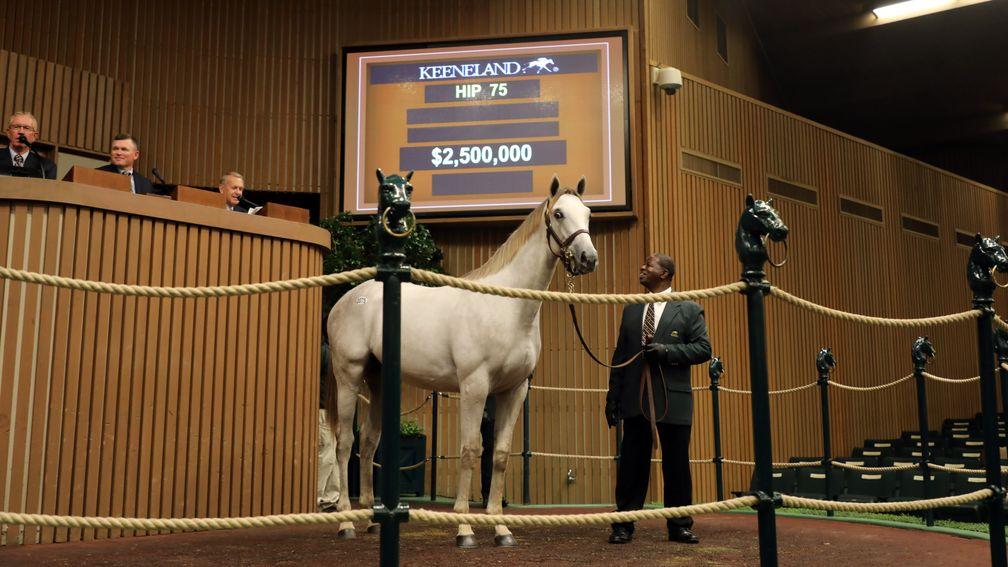The striking Tapit half-brother to Nyquist sold by Hinkle Farm