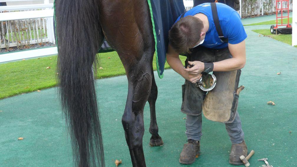 The Longchamp blacksmith straightening out a shoe on Subjectivist in the winner's enclosure after the Prix Royal-Oak