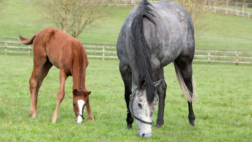 Alpha Centauri with her Galileo colt foal at Coolmore