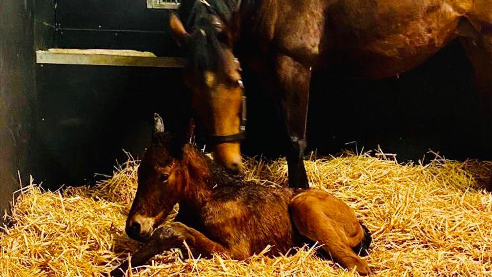 The Michelle Morris and Highclere Stud-bred Night Of Thunder colt out of Hostess 