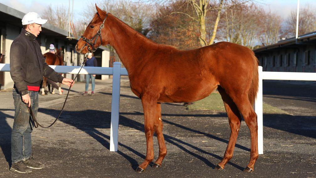 Lot 661: the Galileo Gold half-sister to Threat strikes a pose at Goffs
