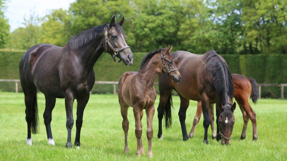 Juddmonte's Dubawi filly out of Franconia with Kilo Alpha and her colt by Siyouni