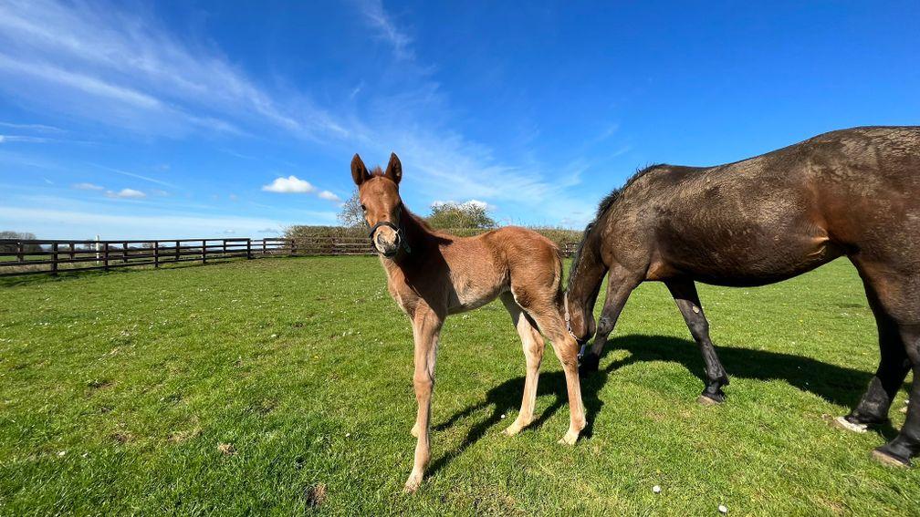 Heart of the South Racing's Planteur filly out of Ruby Yeats