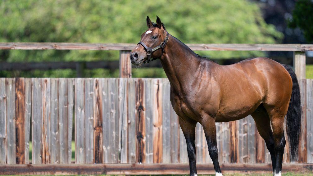 Frankel: champion sire elect will now stand for £350,000 in 2024