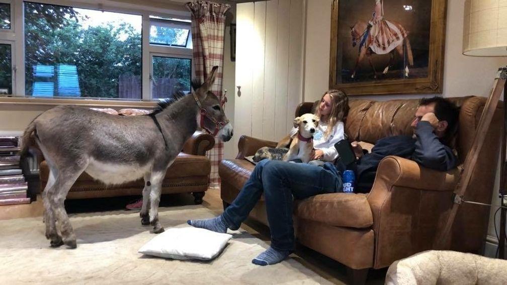 At home with the Kirbys: trainer Phllip, daughter Indy and Sukie the dog relax in the living room with Scooby Doo the donkey