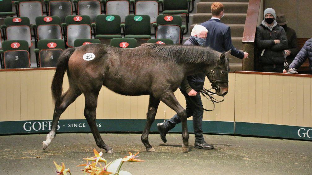 The Havana Grey colt was a valuable purchase by Shadwell