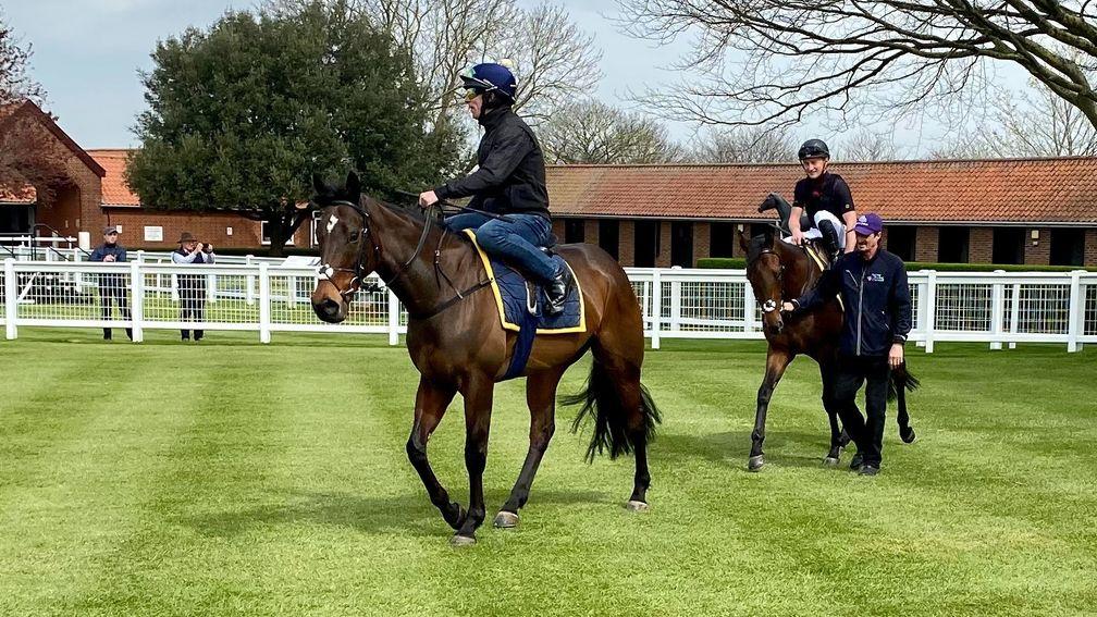 Battered (left) and Dubawi Legend (right) before their workout