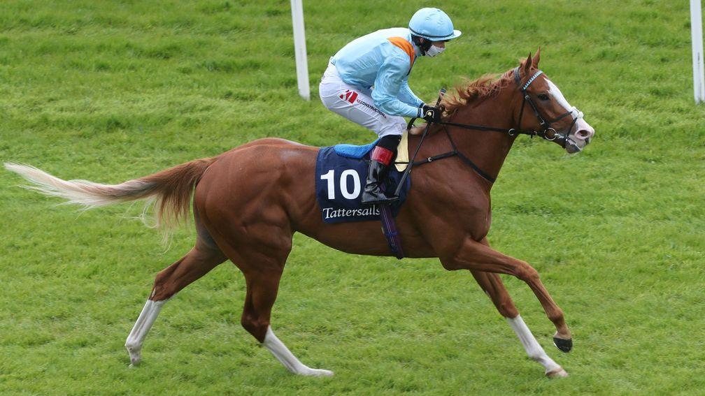 The Rosstafarian: could go well at Royal Ascot this week