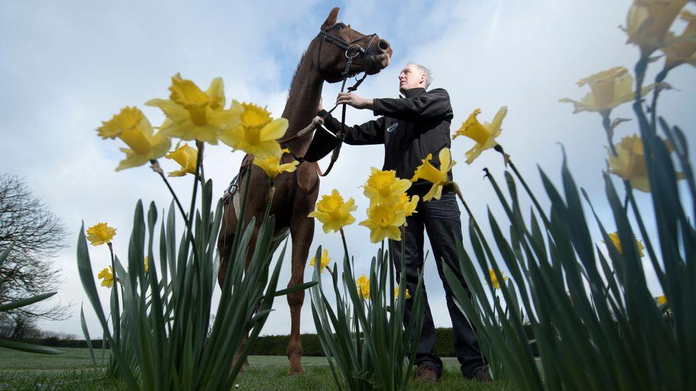 It's spring, there are daffodils, it must be Grand National time: David Pipe and Vieux Lion Rouge relax after work