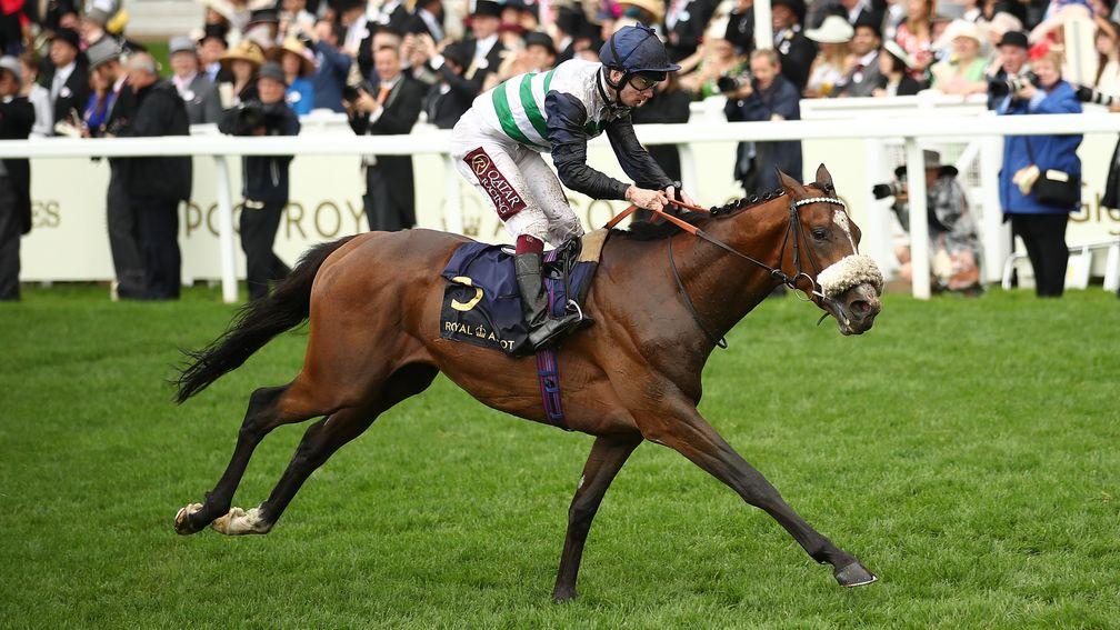 Queen's Vase winner Dashing Willoughby lines up in the Goodwood Cup on Tuesday