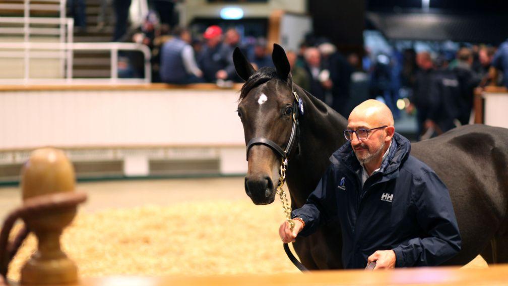 Lot 1,285: the 350,000gns Wootton Bassett filly takes to the Tattersalls ring