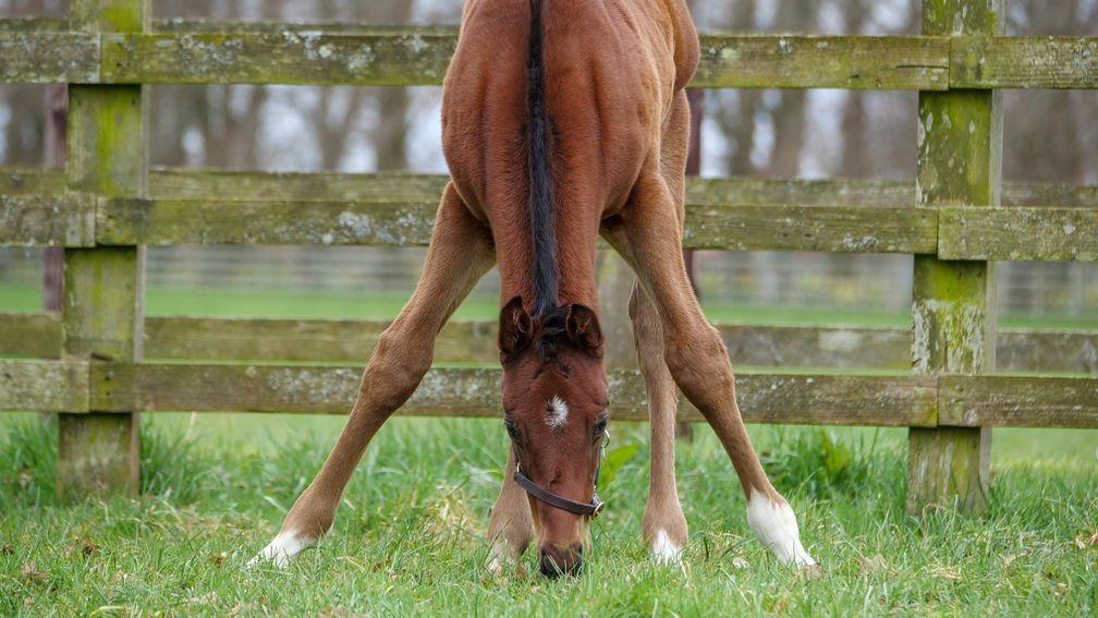 Watership Down Stud's Frankel colt out of So Mi Dar takes a stretch