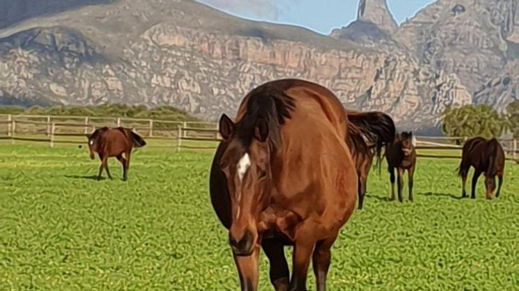 Budding blue hen Halfway To Heaven, in foal to Querari, at Wilgerbosdrift Stud