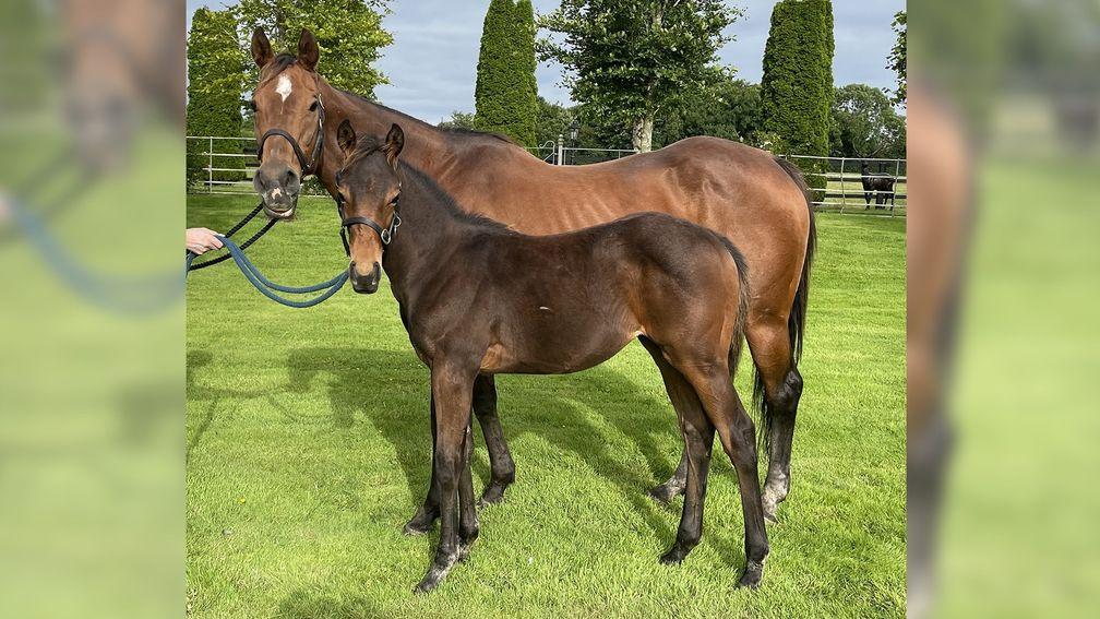 Flanders, still going strong, and her filly foal by Awtaad