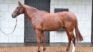 Stallion prospect Mac Swiney bought back at €480,000