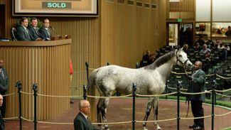 Average up as Belle leads second session of November Sale