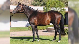'I'm heartbroken, he was a very special horse' - death of leading California sire Mr Big at 21