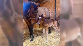 ‘This has been quite a blow’ - rare genetic condition means stallion’s first foal will be his last
