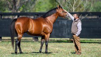Arrowfield mourning the death of stalwart stallion Not A Single Doubt