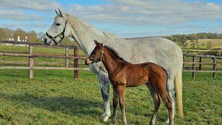 Racing Post Foal Gallery: March