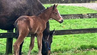 First foal for history-making Melbourne Cup winner Rekindling
