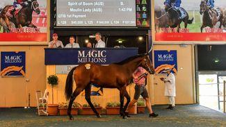 Magic Millions extends Gold Coast sale to seven days