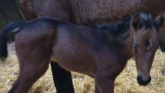 The Racing Post Foal Gallery is back - so please fire in your photos!