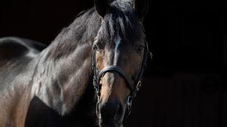 'We were inundated after Constitution Hill' - the inside story of the most unlikely sire sensation